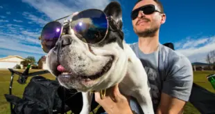 fransk bulldog hvalp til salg - fransk bulldog sidder med store solbriller oven på sin ejer
