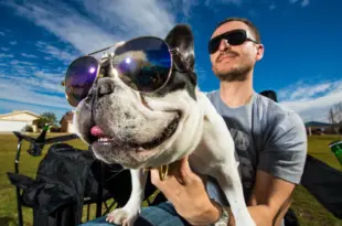 fransk bulldog hvalp til salg - fransk bulldog sidder med store solbriller oven på sin ejer