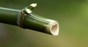 Bambus er en hårdfør plante